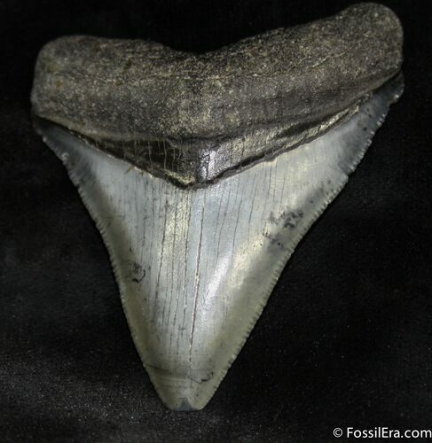 Inch Venice Florida Megalodon Tooth #925